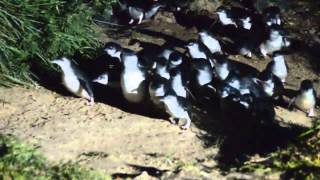 Blue Penguin Oamaru NZ [upl. by Norvol305]