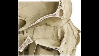 ETHMOID BONE ANATOMY [upl. by Moss504]