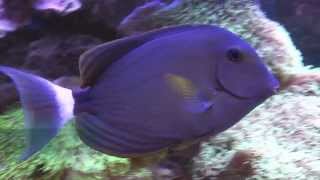 Acanthurus blochii [upl. by Nyre]