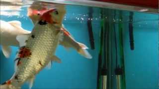 Hints on How to Feed Koi Fish [upl. by Steinberg]