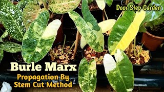 Philodendron Burle Marx Variegated Propagation Process II Burle Marx Stem Cut Propagation Method ll [upl. by Kotto]