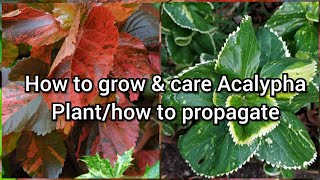 How to Grow and Care Acalypha Plant How to Grow Acalypha by Cutting Easy Propagation of Acalypha [upl. by Haram224]