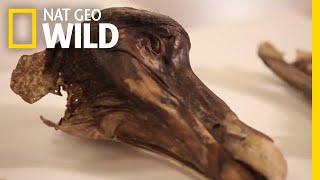 This Famous Dodo Didnt Just Die—It Was Murdered  Nat Geo Wild [upl. by D'Arcy]