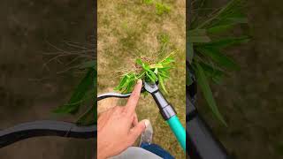 Finally A Good Heavy Duty Weed Puller Tool  deerfamy review [upl. by Niknar]