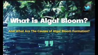 What Is Algal Bloom  Causes of Algal Bloom  Ecology Explainer [upl. by Dom759]