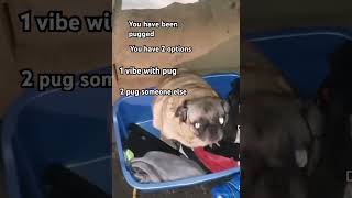 You have been pugged 🐾 memes pug vibing dog funny viral fypシ゚ pugged pets [upl. by Santos]