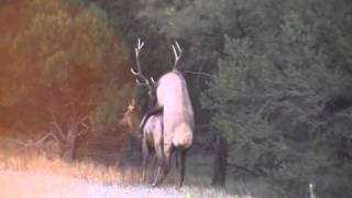 elk mating [upl. by Vardon]