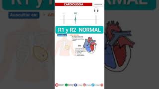 s1 and s2 heart sound  PRIMER Y SEGUNDO RUIDO CARDIACO  SEMIOLOGÍA FÁCIL Auscultación Cardíaca [upl. by Gagne630]