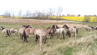 Koniks  Wildpferde an der Geltinger Birk [upl. by Annovad]