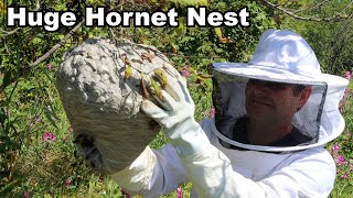 Why You Should Never Approach A Hornet Nest  Whats Inside An Active Colony Mousetrap Monday [upl. by Strephonn]