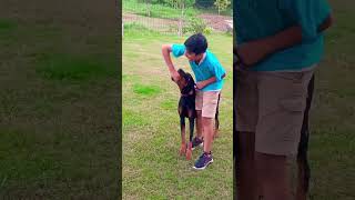 Doberman will keep trying till it gets the ball 15 🐶 shorts short dogshorts doberman ytshorts [upl. by Eiramnwad276]