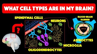 Types of glial cells [upl. by Arfihs]