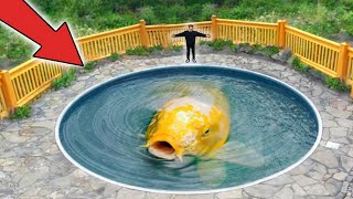 Worlds Largest Koi Fish [upl. by Hameean254]