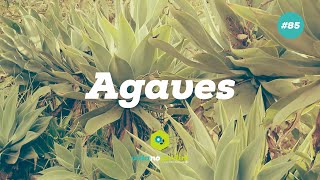 Agaves [upl. by Stickney874]