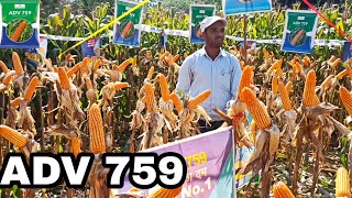 Advanta ADV 759 hybrid maize best veriety for good management to take high production [upl. by Elatan]