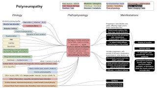 Polyneuropathy axonal and demyelinating neuropathies mechanism of disease [upl. by Malloy660]