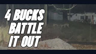 4 Bucks in Battle in front of the Long House DEER FIGHT [upl. by Nike]