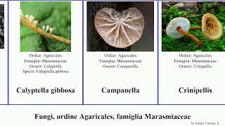 Fungi ordine Agaricales famiglia Marasmiaceae fungus discolor Crinipellis Calyptella Lentinula [upl. by Harwin116]