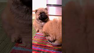 Cute Chow Chow puppies need to learn to share  Too Cute  Animal Planet [upl. by Khajeh]