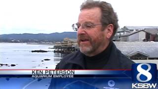 Monterey Bay Aquariums sea otter exhibit reopens [upl. by Anitap]