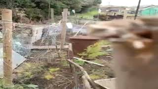 From the Allotment  Dealing With Muntjac Deer [upl. by Netsrejk263]