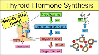 Thyroid Hormone Synthesis StepByStep Pathway Physiology Explained [upl. by Aelegna]