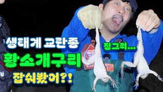 생태계 교란종 황소개구리 잡숴 봤수 with TV 생물도감 🎁써큐시안 이벤트🎁토시어부 EP10 [upl. by Rockel]