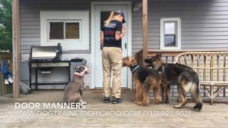 Chicago Dog Training 7 Month Old Airedale Terrier Archie BeforeAfter Two Week Board and Train [upl. by Turner913]