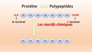 Cours Protéines  SÉQUENÇAGE DES PEPTIDES [upl. by Bogusz]