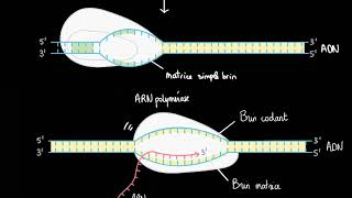 Transcription et maturation des ARNm [upl. by Oicnaneb471]