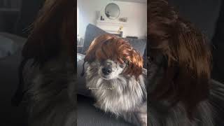 STORMI YOU LOOK LIKE MOMMY BB funny comedy bald dogwigs wigs wiginstall wigreview [upl. by Widera]