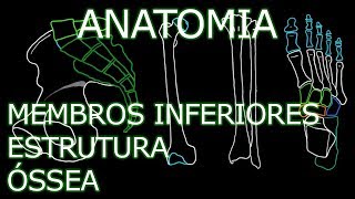 Aula Anatomia  Membros Inferiores  Estrutura Óssea  Anatomia Humana Osteomuscular [upl. by Hesler]