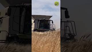 Der 8800TT nähert sich✌️• Getreideernte • Weizenernte • Grain Harvest • 2023 • Claas Lexion [upl. by Apurk]