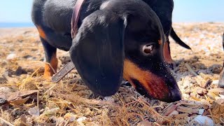 Sausages dogs on the beach [upl. by Evangelin]