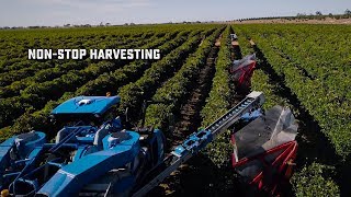 Modern Grape Harvesting  Amazing Totals [upl. by Accber]