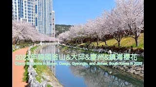 2023年韓國釜山amp大邱amp慶州amp鎮海櫻花1Cherry Blossoms in Busan Daegu Gyeongju and Jinhae South Korea in 20231 [upl. by Araas]