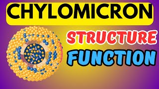 What are Chylomicrons Structure and Function [upl. by Casanova]