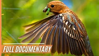 A Journey Through the Magical Wildlife of Chile  Full Documentary [upl. by Azilanna996]