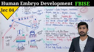 Human development class 12  Development of embryo in human by irtisams biology [upl. by Llerihs]