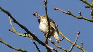 Chant de la grive musicienne  Turdus philomelos [upl. by Assirialc]