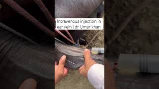 Intravenous injection in ear vein l dr Umar khan [upl. by Llerreg]