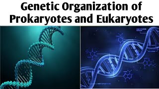 Genetic Organization of Prokaryotes and EukaryotesBiotechnologyUnit 4BPharm 6 Sem prokaryotes [upl. by Dine964]