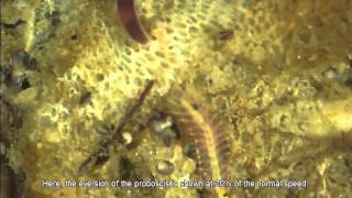 A nemertean Ribbon Worm hunting a polychaete [upl. by Astred]