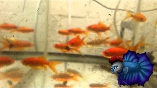 How To Breed Comet Goldfish Sexing Goldfish Goldfish Breeding [upl. by Aicilanna]