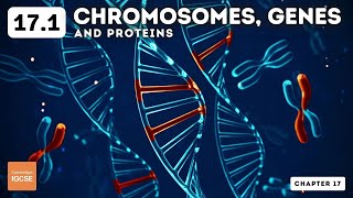 IGCSE Biology  Chromosomes genes and proteins 171 [upl. by Mandler109]