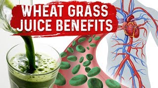 Green Blood Therapy – Benefits of Wheatgrass Juice Powder – DrBerg [upl. by Ahsimit]