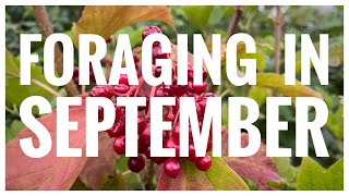 Foraging in September  UK Wildcrafts Foraging Calendar Part 1 of 2 [upl. by Berlyn]