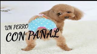 Cómo poner un pañal a un perro [upl. by Tifanie]