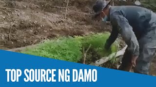 WATCH P50M halaga ng marijuana sinunog ng PNP PDEA sa Benguet [upl. by Ilrebma]