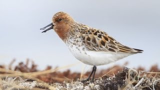 Spoonbilled Sandpiper Courtship [upl. by Citron]